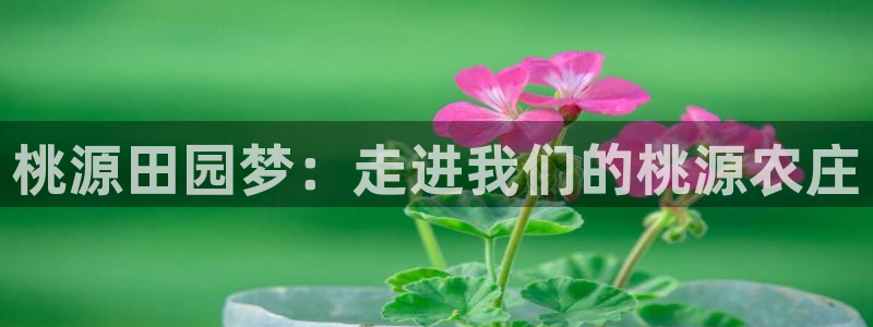 娱乐主播聊天顺序
