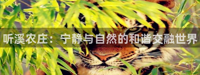 天顺娱乐去33300